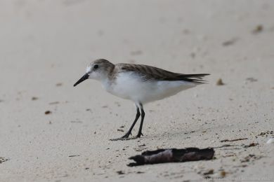 Jespák rudokrký (Calidris ruficollis)s) Jespák rudokrký (Calidris ruficollis)