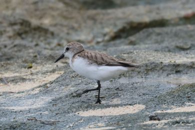 Jespák rudokrký (Calidris ruficollis)s) Jespák rudokrký (Calidris ruficollis)