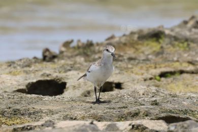 Jespák rudokrký (Calidris ruficollis)s) Jespák rudokrký (Calidris ruficollis)