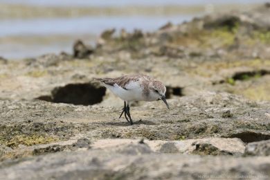 Jespák rudokrký (Calidris ruficollis)s) Jespák rudokrký (Calidris ruficollis)