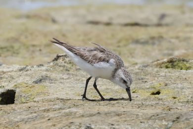 Jespák rudokrký (Calidris ruficollis)s) Jespák rudokrký (Calidris ruficollis)