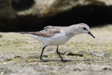 Jespák rudokrký (Calidris ruficollis)s) Jespák rudokrký (Calidris ruficollis)