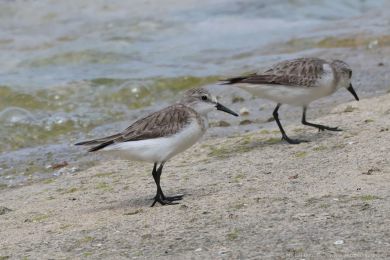Jespák rudokrký (Calidris ruficollis)s) Jespák rudokrký (Calidris ruficollis)
