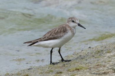 Jespák rudokrký (Calidris ruficollis)s) Jespák rudokrký (Calidris ruficollis)