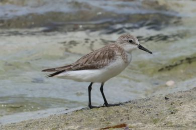 Jespák rudokrký (Calidris ruficollis)s) Jespák rudokrký (Calidris ruficollis)
