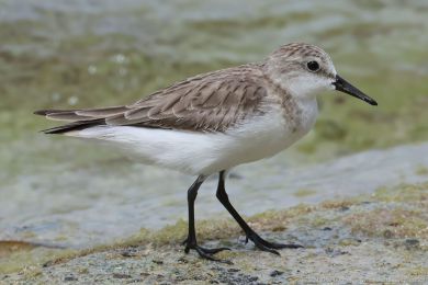 Jespák rudokrký (Calidris ruficollis)s) Jespák rudokrký (Calidris ruficollis)