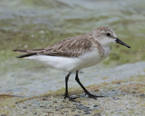 Jespák rudokrký (Calidris ruficollis)