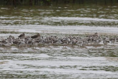 Jespák velký (Calidris tenuirostris) Jespák velký (Calidris tenuirostris)