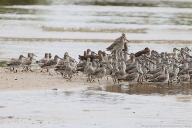 Jespák velký (Calidris tenuirostris) Jespák velký (Calidris tenuirostris)