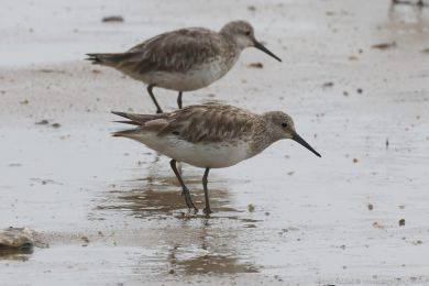 Jespák velký (Calidris tenuirostris) Jespák velký (Calidris tenuirostris)
