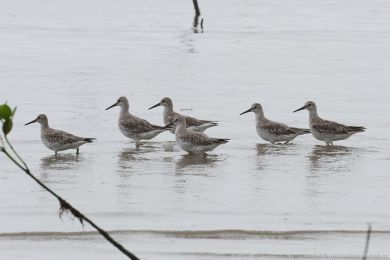 Jespák velký (Calidris tenuirostris) Jespák velký (Calidris tenuirostris)