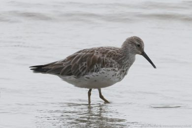 Jespák velký (Calidris tenuirostris) Jespák velký (Calidris tenuirostris)