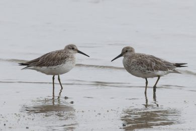 Jespák velký (Calidris tenuirostris) Jespák velký (Calidris tenuirostris)