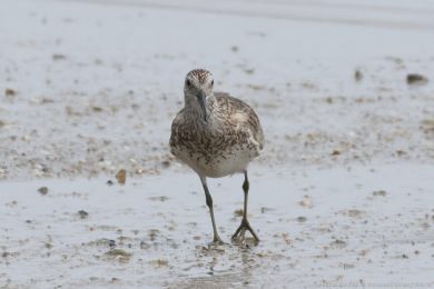 Jespák velký (Calidris tenuirostris) Jespák velký (Calidris tenuirostris)