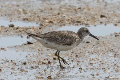 Jespák velký (Calidris tenuirostris) Jespák velký (Calidris tenuirostris)