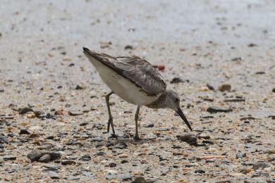 Jespák velký (Calidris tenuirostris) Jespák velký (Calidris tenuirostris)