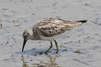Jespák velký (Calidris tenuirostris) Jespák velký (Calidris tenuirostris)