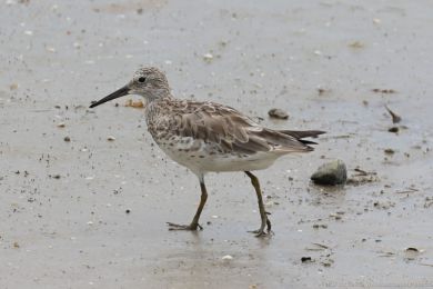 Jespák velký (Calidris tenuirostris) Jespák velký (Calidris tenuirostris)