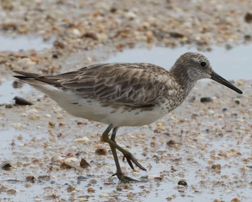 Jespák velký (Calidris tenuirostris)