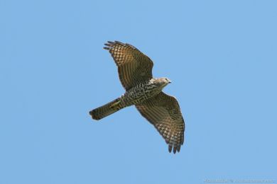 Jestáb australský (Accipiter fasciatus)