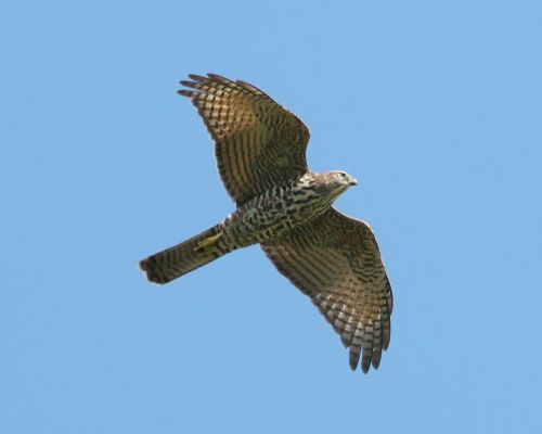 Jestáb australský (Accipiter fasciatus)