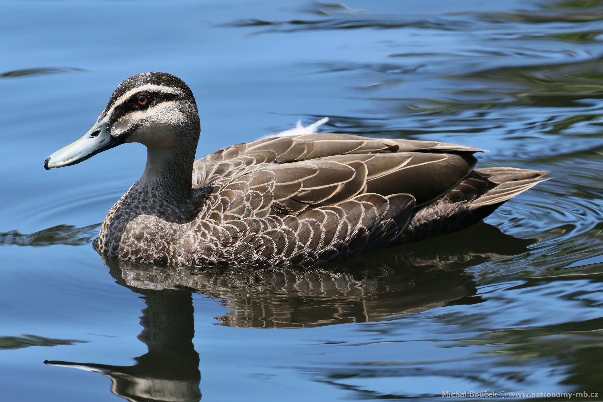 Kachna proukovaná (Anas superciliosa)