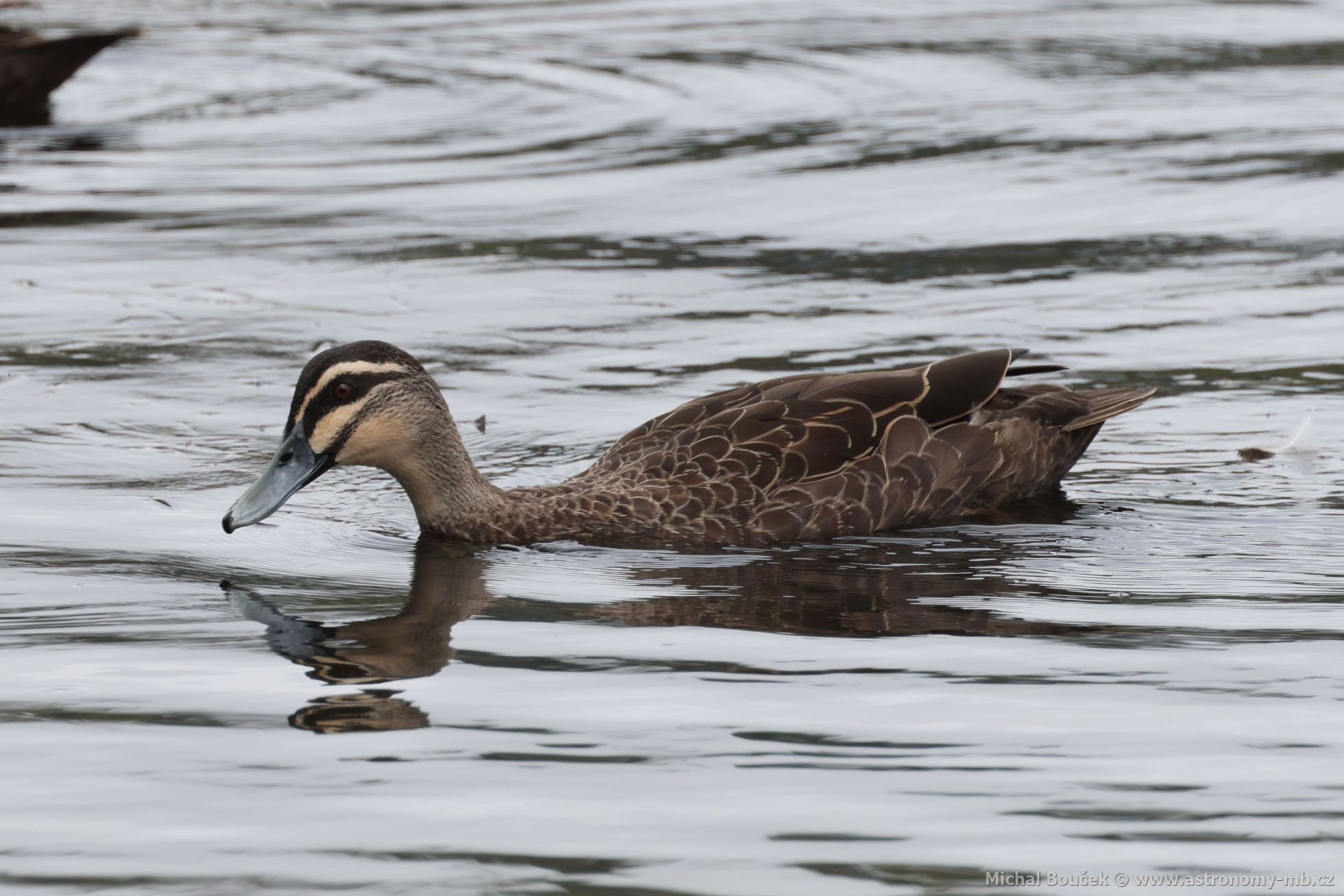 Kachna proukovaná (Anas superciliosa)