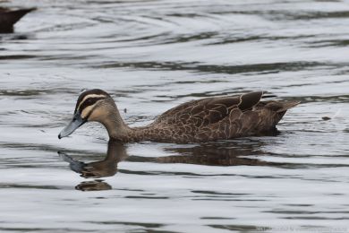 Kachna proukovaná (Anas superciliosa)