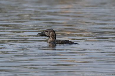 Kachnice lalonatá (Biziura lobata)