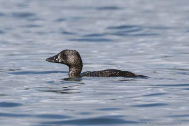 Kachnice lalonatá (Biziura lobata)