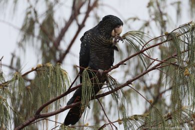 Kakadu havraní (Aix galericulata)