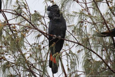 Kakadu havraní (Aix galericulata)