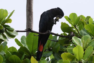 Kakadu havraní (Aix galericulata)