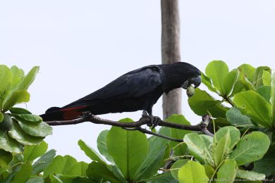 Kakadu havraní (Aix galericulata)