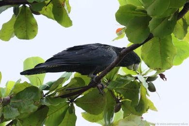 Kakadu havraní (Aix galericulata)