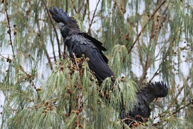 Kakadu havraní (Aix galericulata)