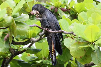 Kakadu havraní (Aix galericulata)