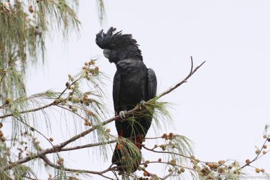 Kakadu havraní (Aix galericulata)