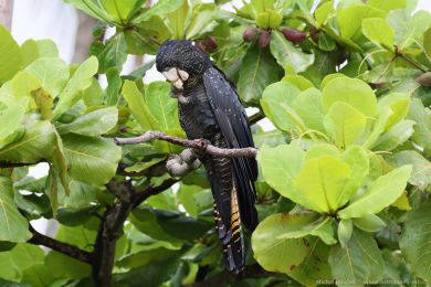 Kakadu havraní (Aix galericulata)
