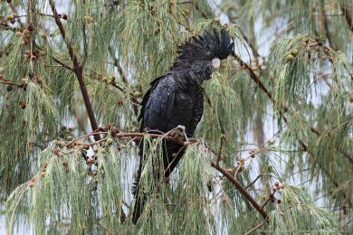 Kakadu havraní (Aix galericulata)