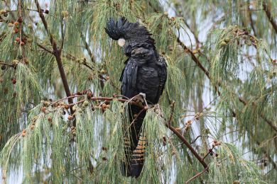 Kakadu havraní (Aix galericulata)