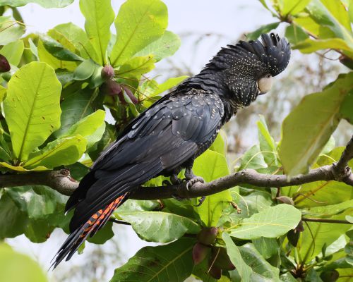 Kakadu havraní (Calyptorhynchus banksii)