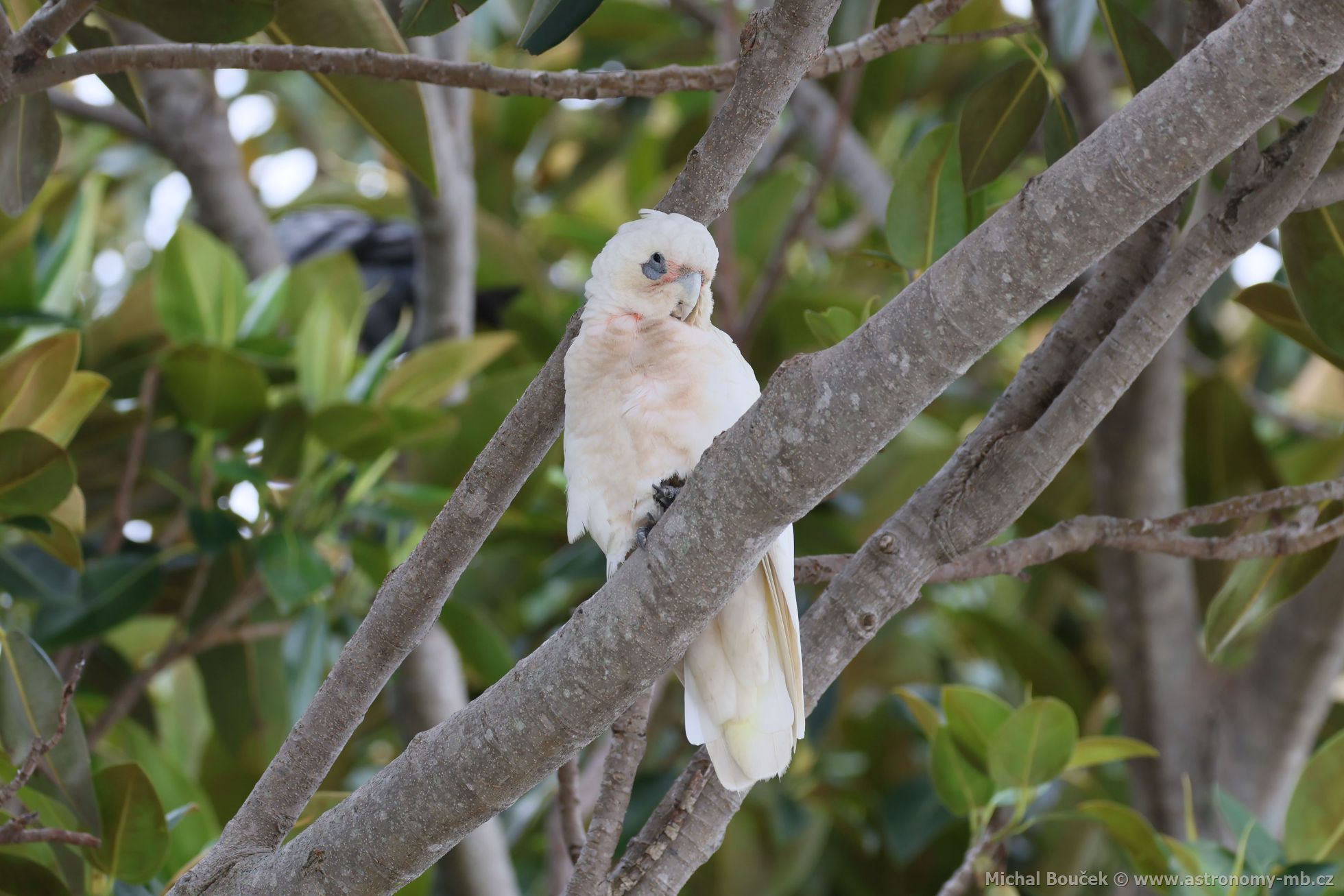 Kakadu naholící (Cacatua sanguinea)