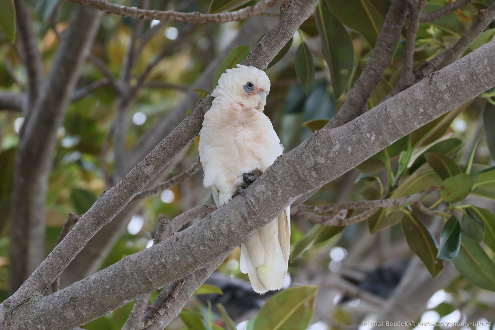 Kakadu naholící (Cacatua sanguinea)