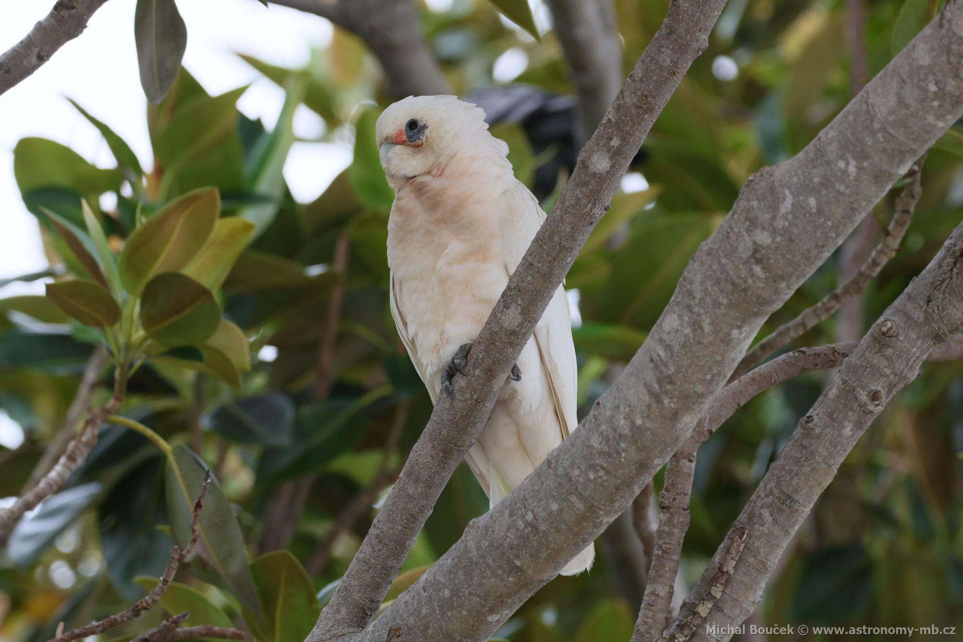 Kakadu naholící (Cacatua sanguinea)