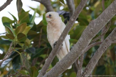 Kakadu naholící (Cacatua sanguinea)