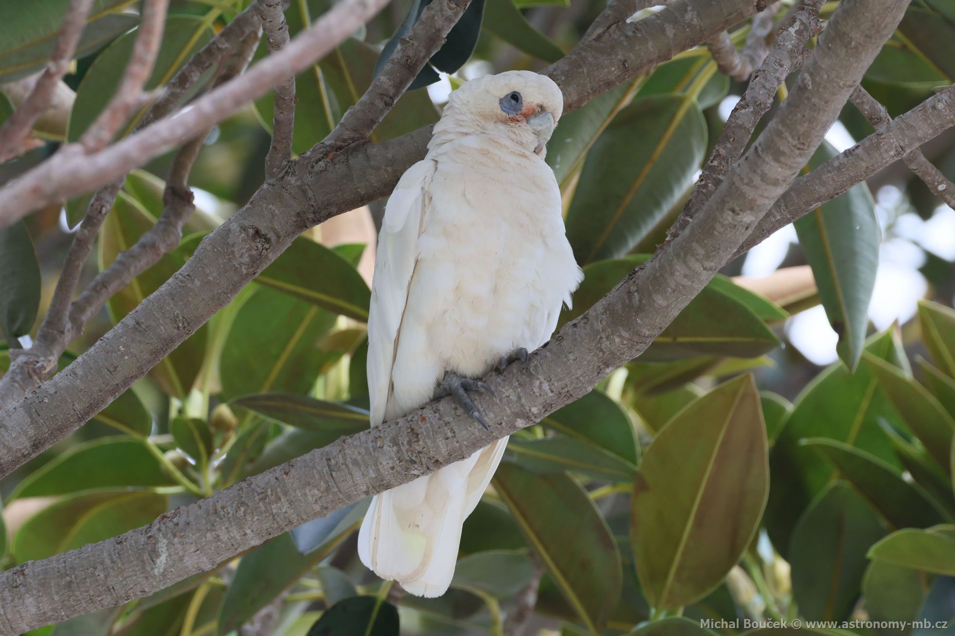 Kakadu naholící (Cacatua sanguinea)