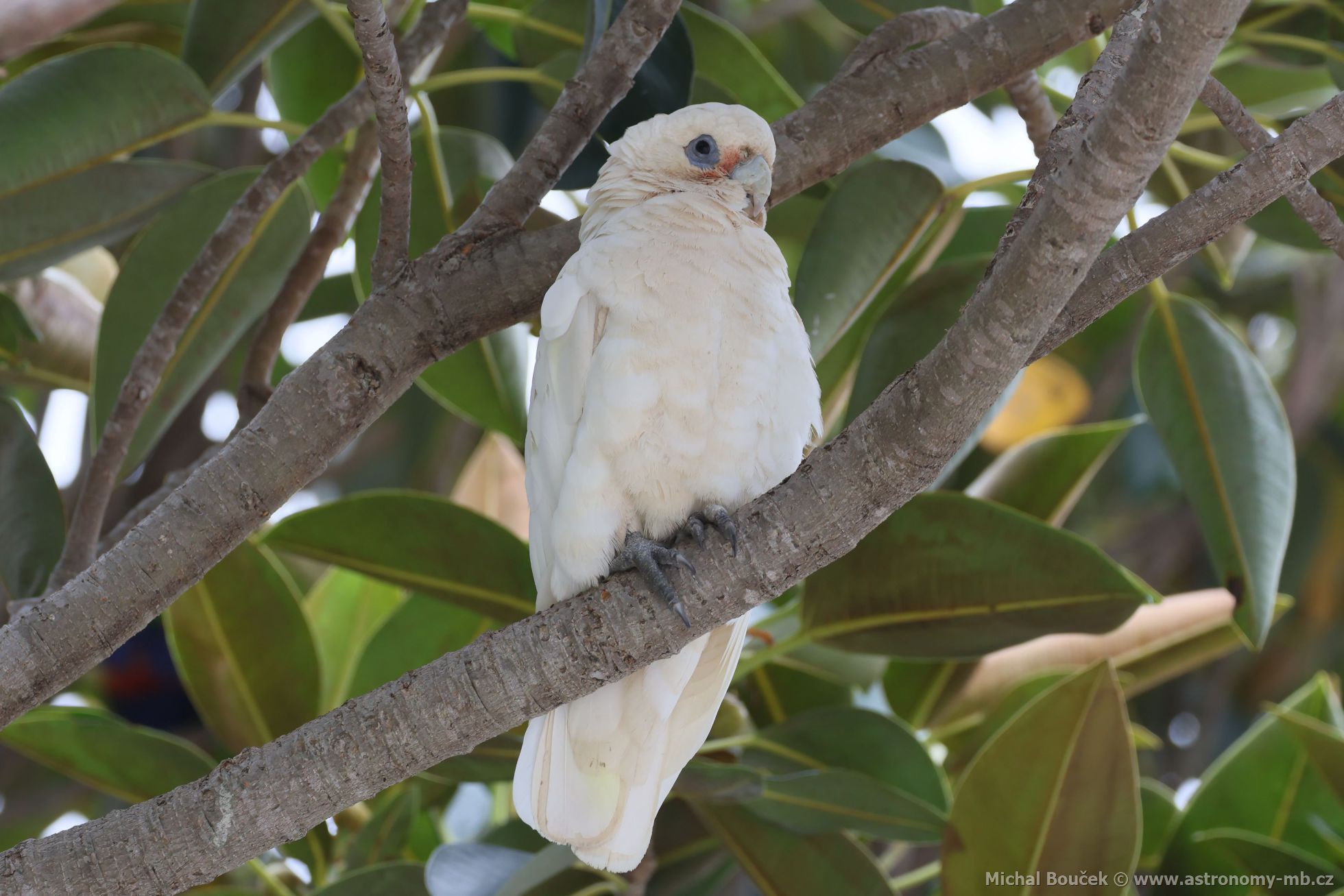 Kakadu naholící (Cacatua sanguinea)