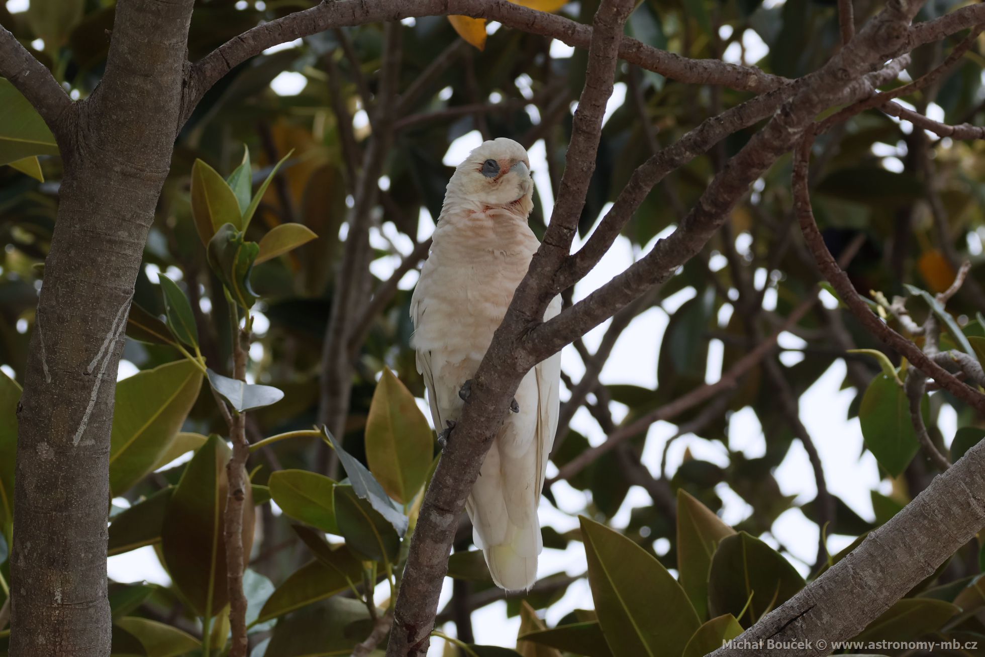 Kakadu naholící (Cacatua sanguinea)