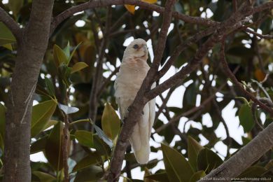 Kakadu naholící (Cacatua sanguinea)